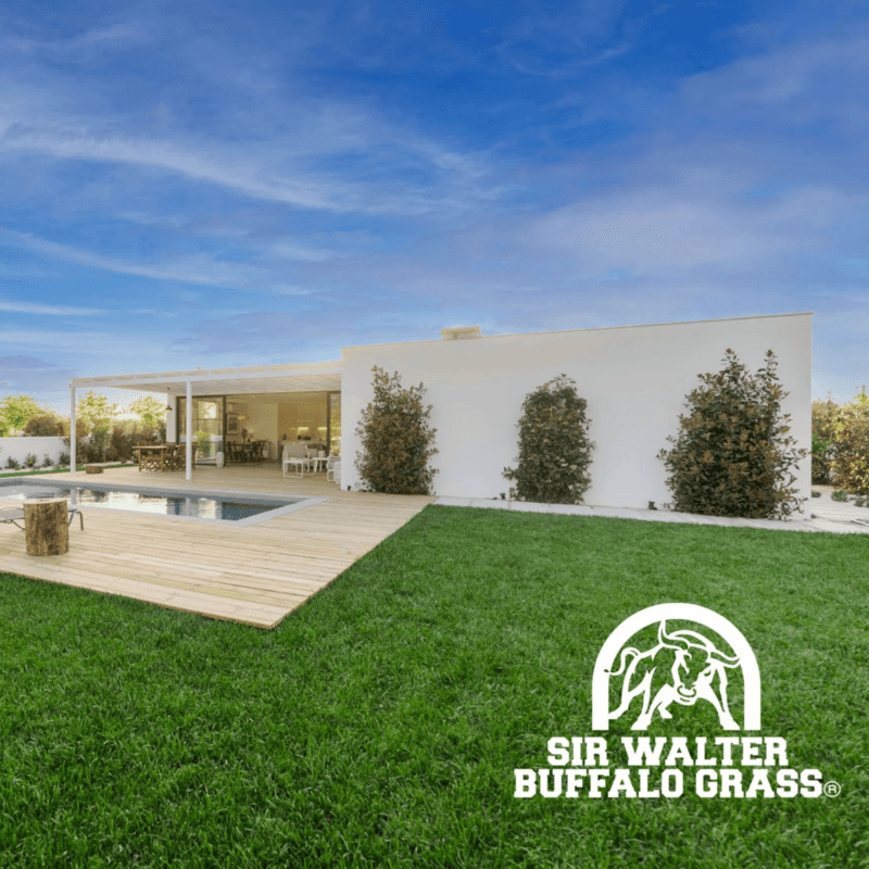 Thumbnail Sir Walter Buffalo Grass® Thumbnail Sir Walter Buffalo Grass®